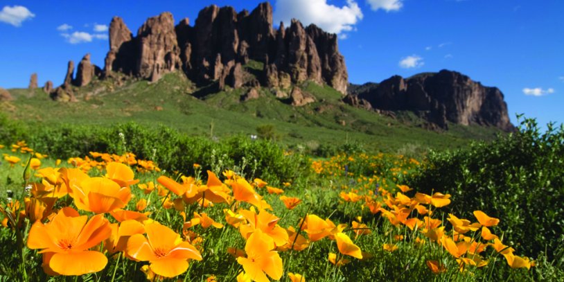 Flowers in the foreground at the base of Superstition Mountain