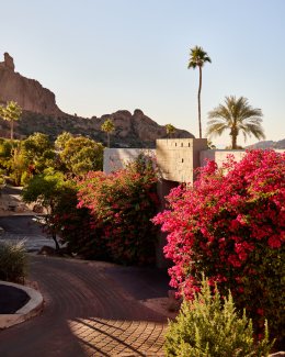 Lush desert landscape outside of Mountain Casitas and Suites.